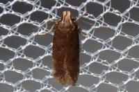 Bryotropha terrella