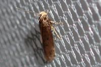 Bryotropha terrella