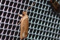 Agonopterix