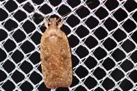 Agonopterix