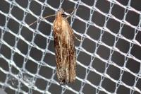 Eucosma gr. cana
