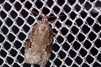 Apotomis semifasciana