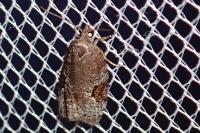 Apotomis semifasciana