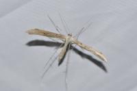 Emmelina monodactyla