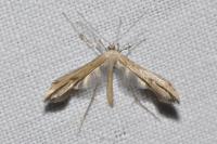 Emmelina monodactyla