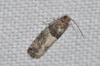 Gypsonoma aceriana