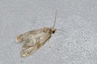 Phalonidia contractana