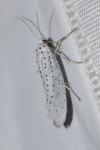 Yponomeuta evonymella