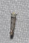 Paraswammerdamia nebulella