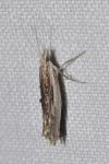 Ypsolopha scabrella