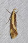 Harpella forficella