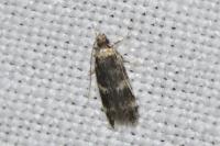 Oegoconia