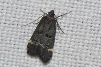 Dichomeris alacella