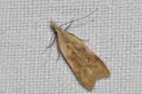 Dichomeris derasella