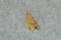 Clepsis pallidana