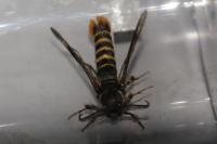 Pennisetia hylaeiformis