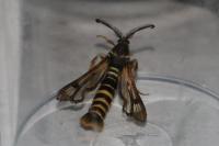 Pennisetia hylaeiformis