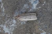 Acompsia