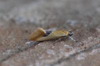 Batia lambdella