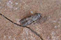 Blastobasis glandulella