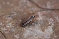 Zelleria hepariella