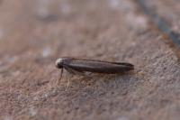Zelleria hepariella