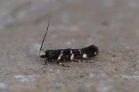 Eteobalea