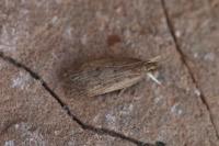 Helcystogramma lutatella
