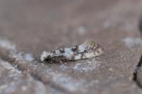 Infurcitinea