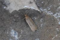 Acompsia antirrhinella/tripunctella