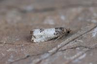 Notocelia roborana