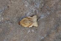 Paramesia gnomana