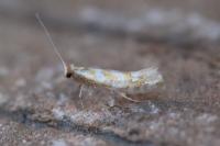 Phyllonorycter purgantella