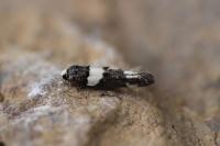 Recurvaria leucatella