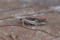 Ypsolopha scabrella