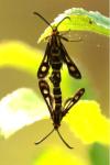 Chamaesphecia empiformis