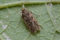 Hofmannophila pseudospretella