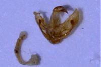 Hofmannophila pseudospretella