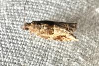 Rhopobota naevana