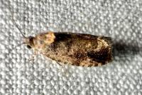Eudemis profundana