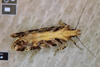 Aristotelia decoratella