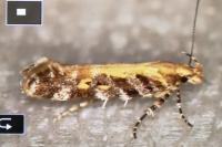 Aristotelia decoratella