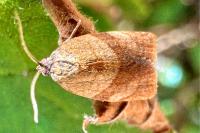 Cacoecimorpha pronubana