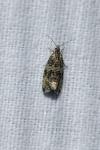 Celypha lacunana