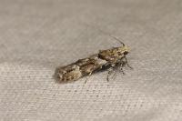 Neotelphusa sequax