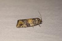 Ptycholomoides aeriferanus