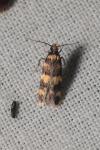 Oegoconia caradjai