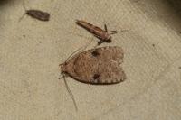 Agonopterix propinquella