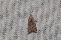 Brachmia inornatella