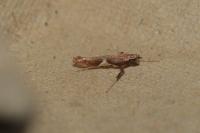 Caloptilia stigmatella